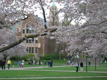 University of Washington Quad in Cherry Blossom Season